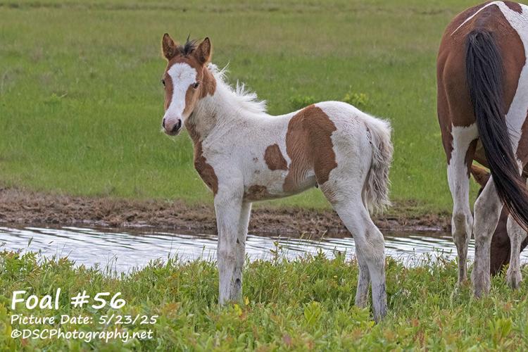 Chincoteague Pony Foal #56