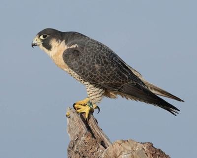 Peregrine falcon Chincoteague National Wildlife Refuge