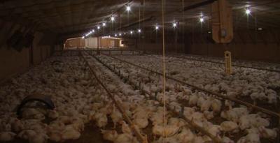 Honoring Delmarva Farmers   Davis Farm   YouTube