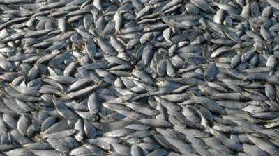 New Report Shows Menhaden Are Not Overfished, Contrary To 2012 Study