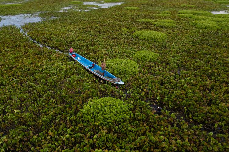 APTOPIX Climate Colombia Invasive Plants