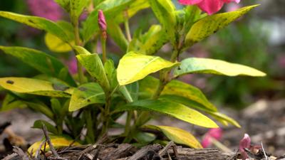 Yellow Leaf