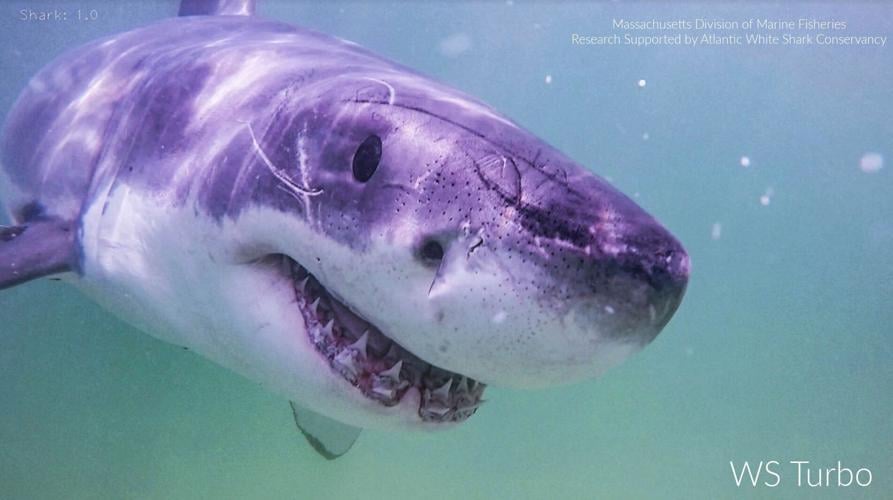 Great Whites Going North