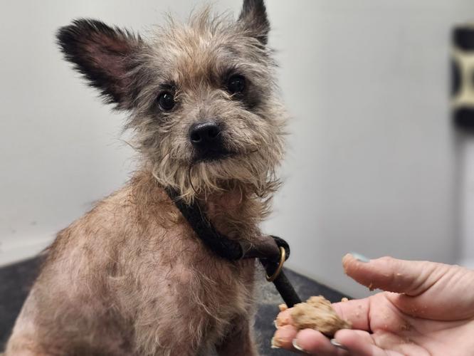 BVSPCA Kent County Pet Rescue