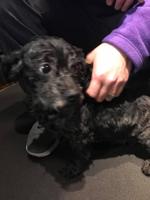 April’s Animals – November 15, 2017