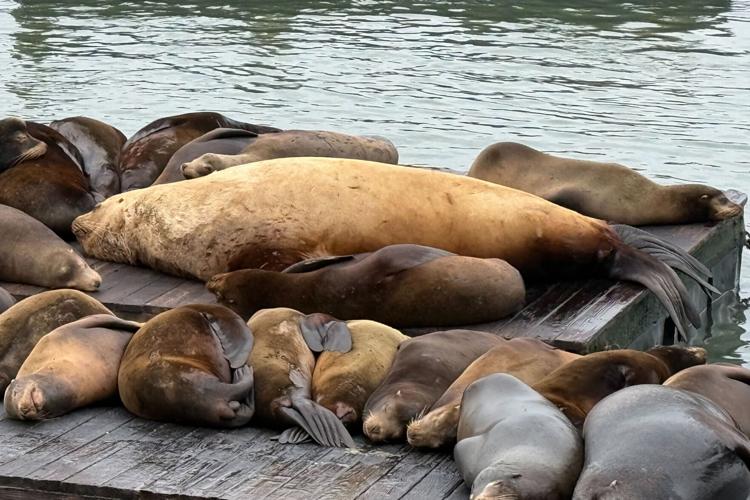 San Francisco Giant Sea Lion