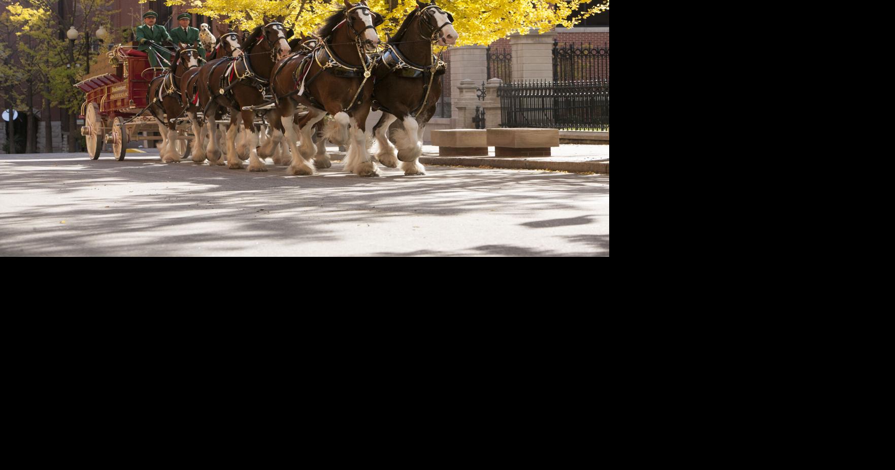 Chincoteague Police debunk Clydesdale Christmas parade rumors