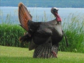 Delaware Turkey Season Set to Open on April 11th