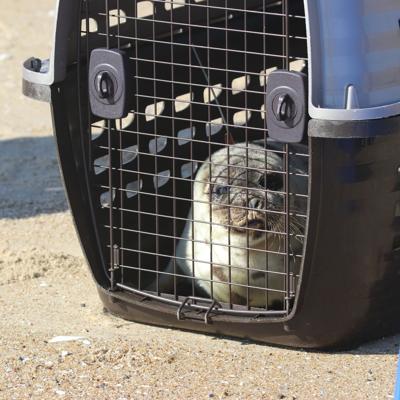 Montebello Seal Rescue