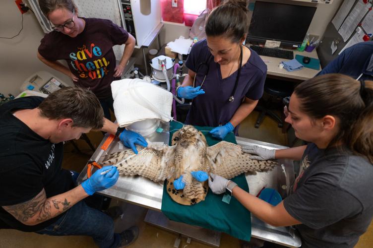 Utah Owl Recovery