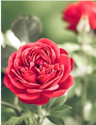 Karen Barbara Palkewicz