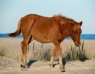 assateague island foal
