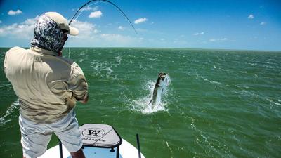 Tarpon