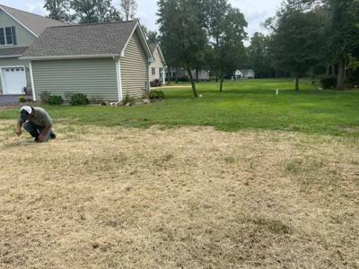Army Worm Outbreak In Sussex County