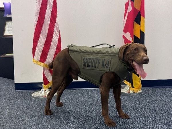 talbot k9 vests chief