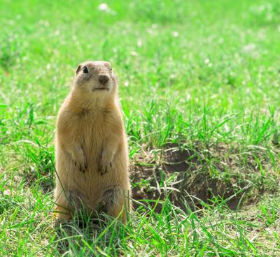 Gopher standing and starring near the burrow on meadow