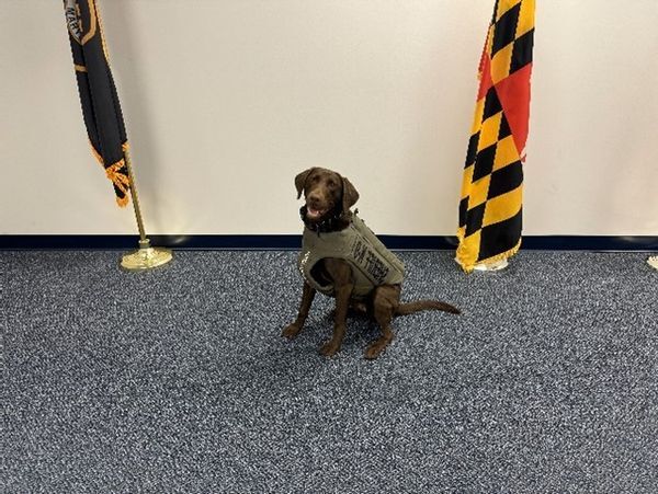 k9 kiwi talbot county vest