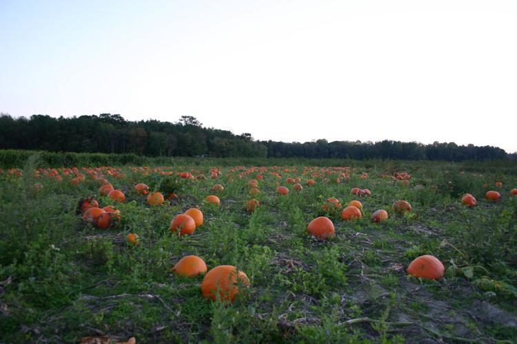 Mr. Pepper’s Pumpkin Patch