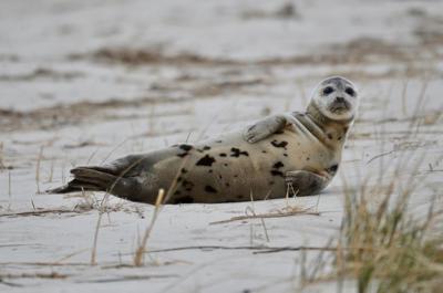 female harp seal rescued