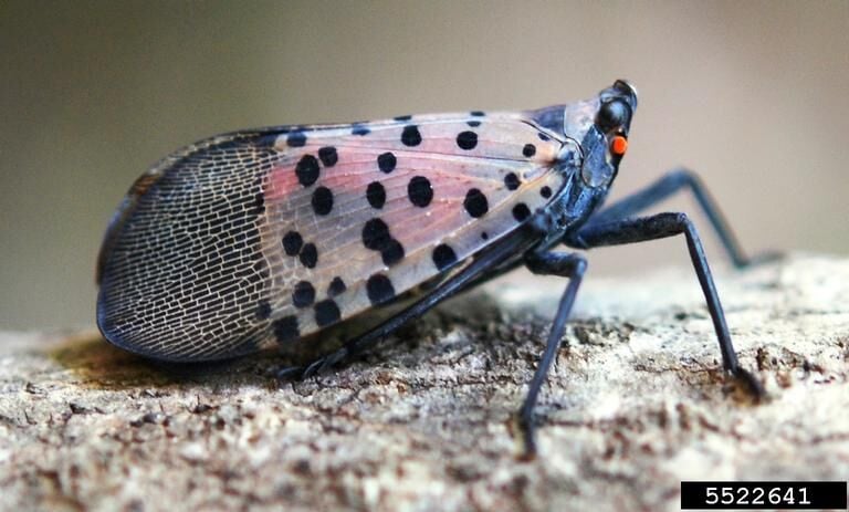 Vineyards on High Alert for Spotted Lanternflies
