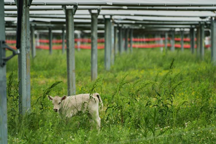 Climate Solar Farm Cattle