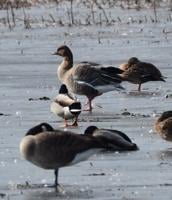 Rare Goose Spotted in Blackwater National Wildlife Refuge