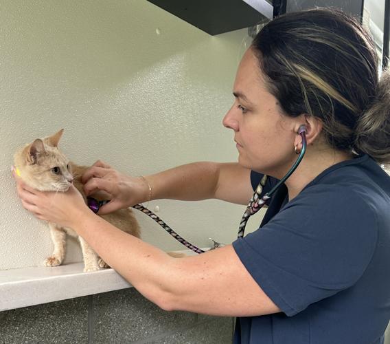 BVSPCA Kent County Pet Rescue