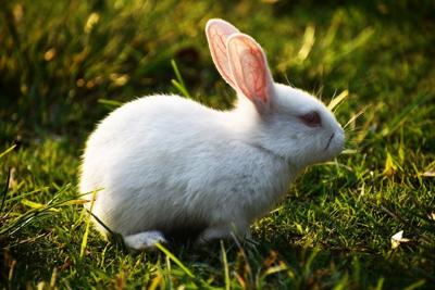 Saying Goodbye to a Small Pet: Aftercare Options for Rabbits, Guinea Pigs, Hamsters & More