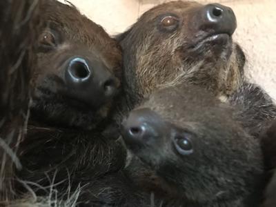 Salisbury Zoo Welcomes Baby Sloth to the Family