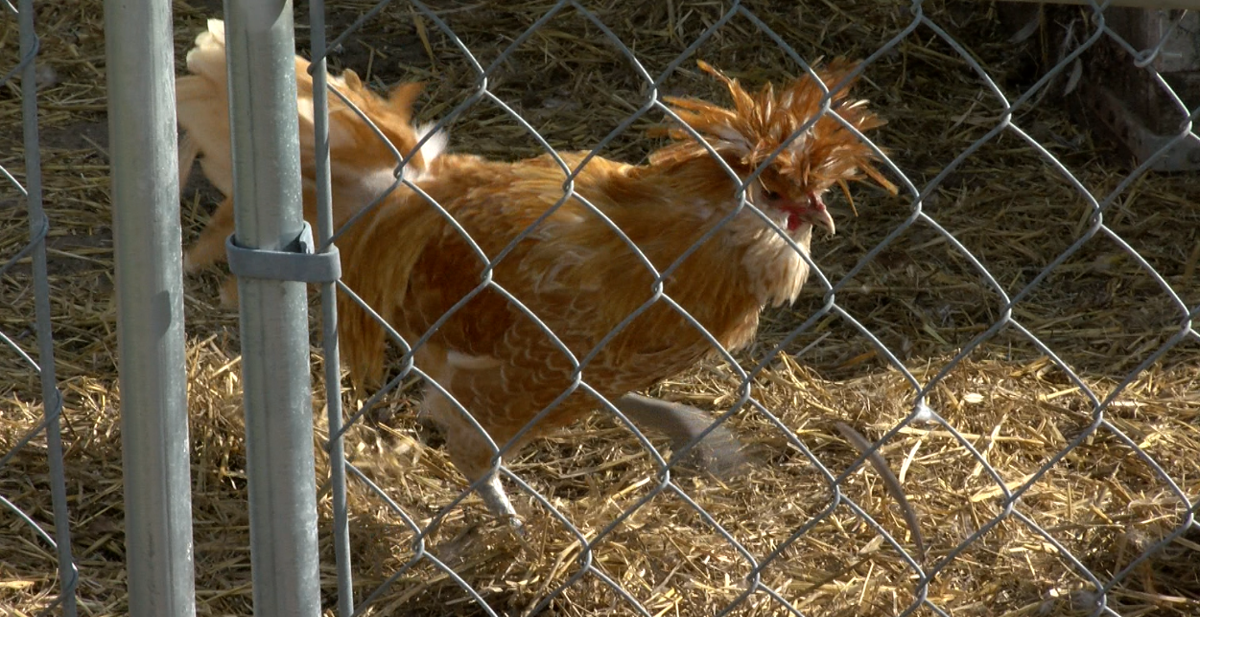 $90k for Nearly 500 Dead Chickens – Ethics Concerns Swirl Around Delaware’s Department of Agriculture