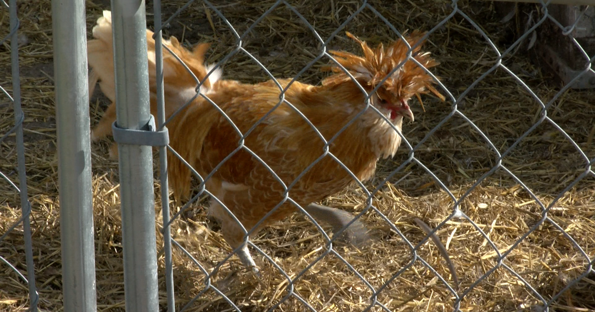 k for Nearly 500 Dead Chickens – Ethics Concerns Swirl Around Delaware’s Department of Agriculture k for Nearly 500 Dead Chickens – Ethics Concerns Swirl Around Delaware’s Department of Agriculture