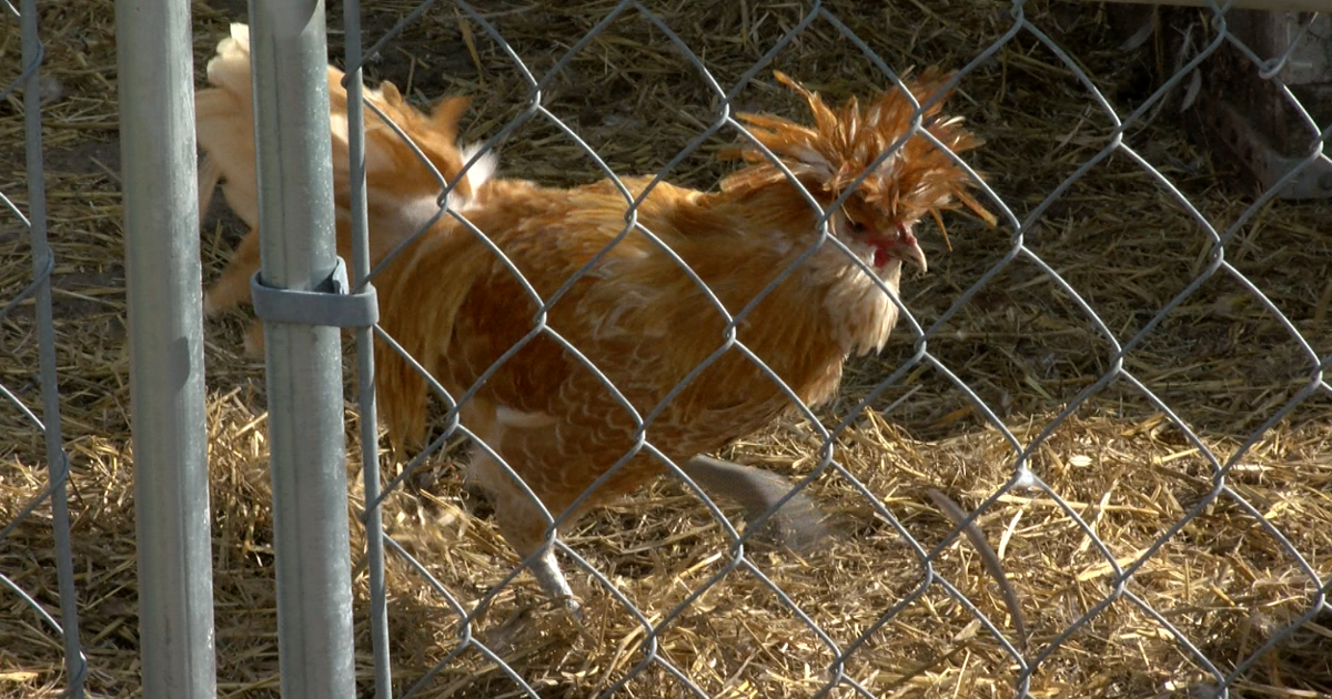 $90k for Nearly 500 Dead Chickens – Ethics Concerns Swirl Around Delaware’s Department of Agriculture