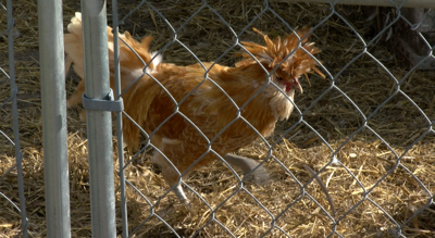 Chicken Behind Fence