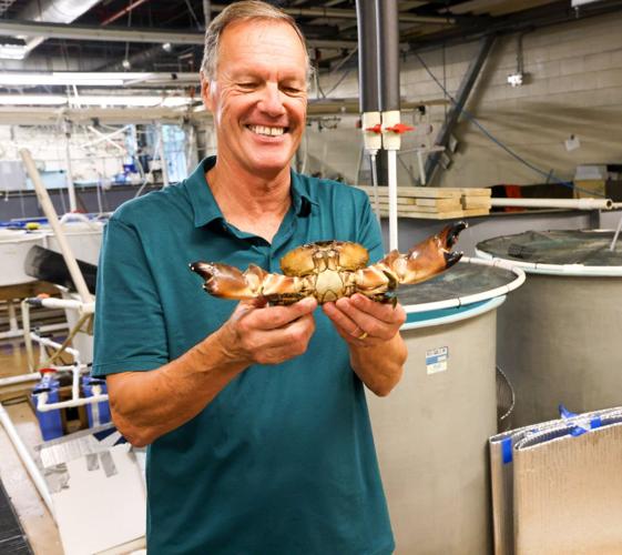 Chesapeake stone crab