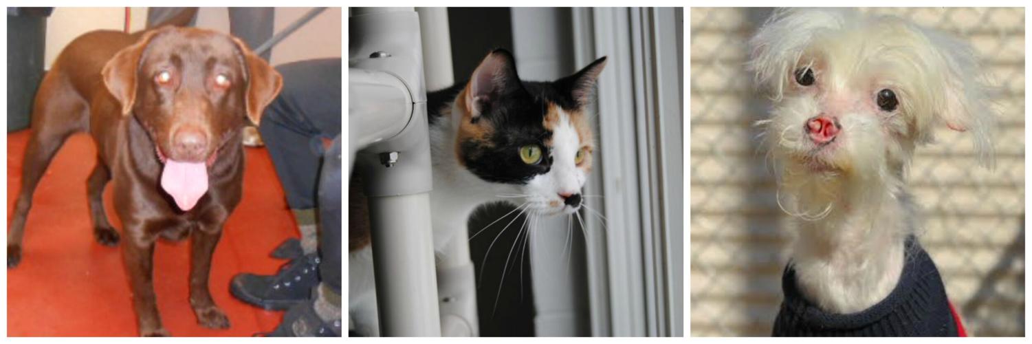 PetConnect012017