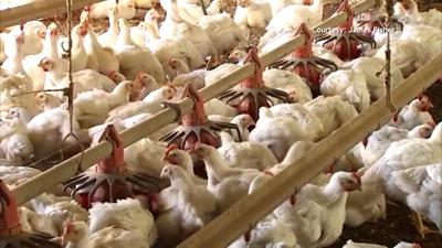 chickens