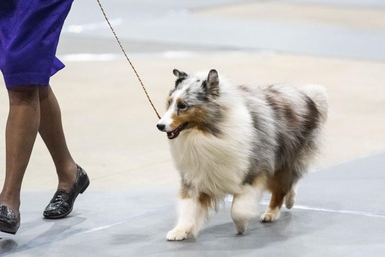 Eastern Shore Classic Dog Shows