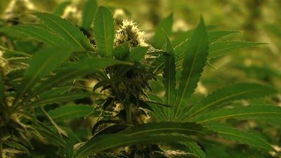 Marijuana