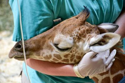Baby Giraffe At Maryland Zoo Dies