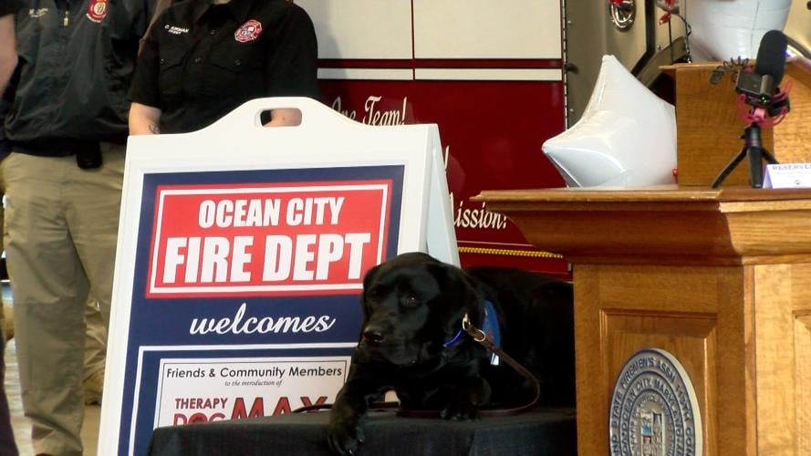 Therapy Dog