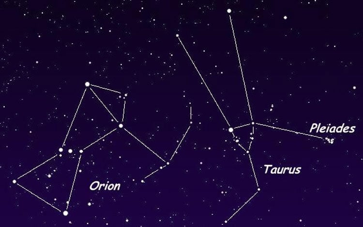 oriontaurus