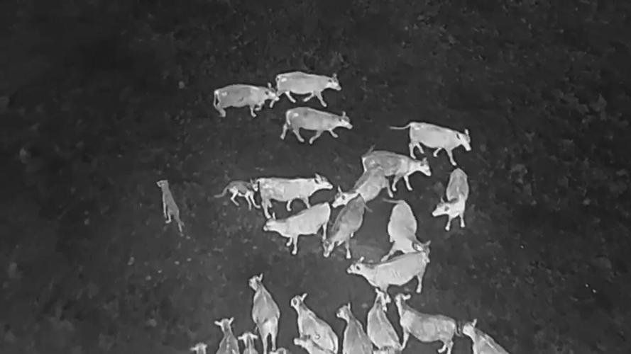 Wolf Predation Drones