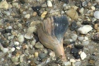 Delaware Adds State Seashell to List of State Symbols