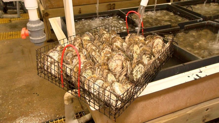 UMCES Oyster Restoration Project