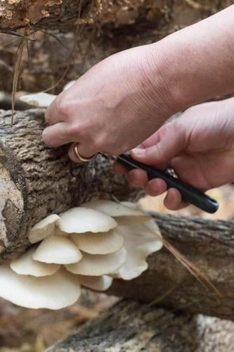 mushrooms3