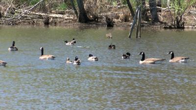 Ducks