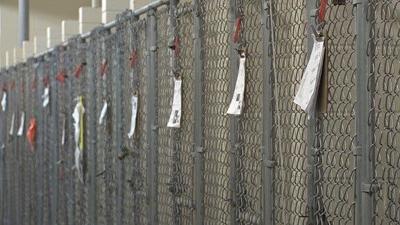 Animal Control Situation Officially Shifted Temporarily Wednesday in Delaware