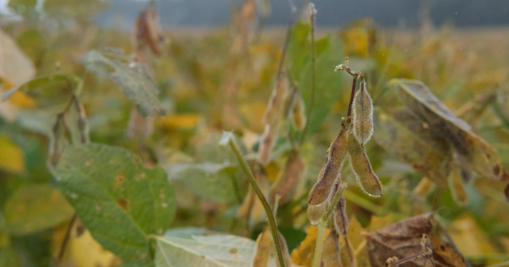 Delmarva soybean farmers sound the alarm on tariffs