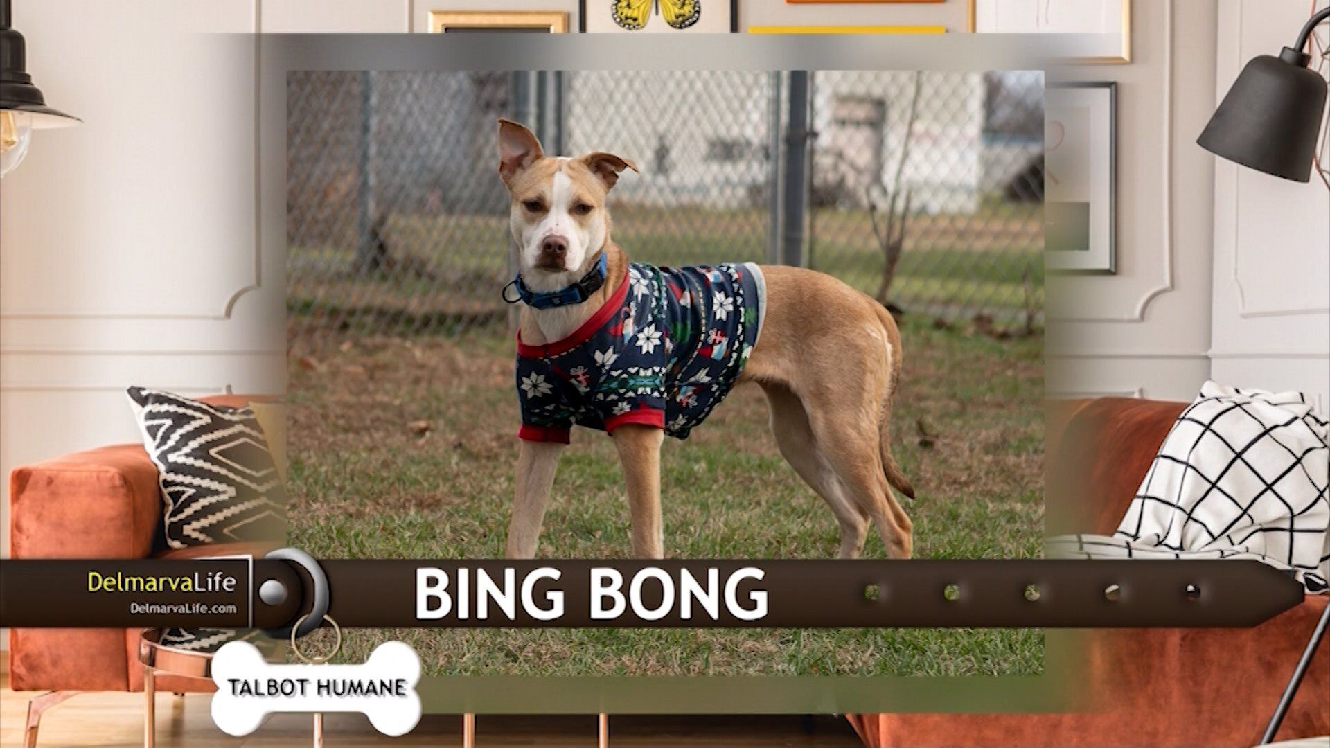 Pet Connect - December 15, 2023 | Delmarvalife | Wboc.com