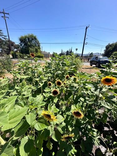 Los Angeles Wildfires Sunflowers